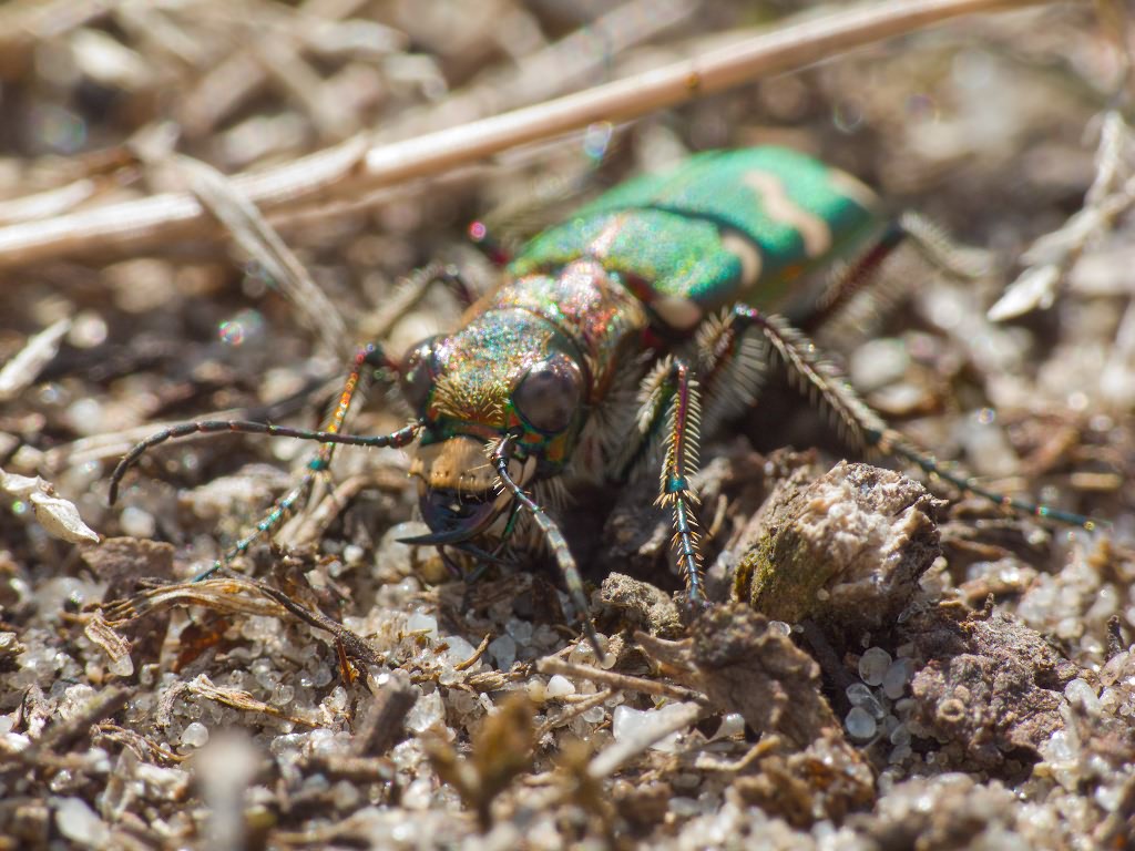 Cicindela soluta Dejean, 1822